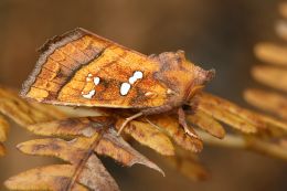 Papaipema sp. (Noctuidae)